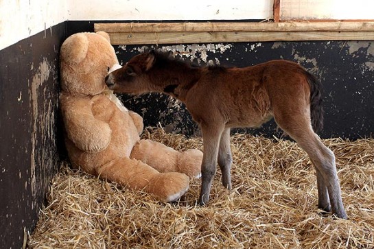 Le poulain Breeze et son ourson géant