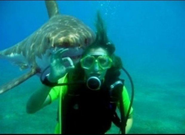 shark photobomb