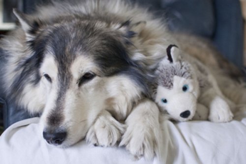 le husky et sa plush