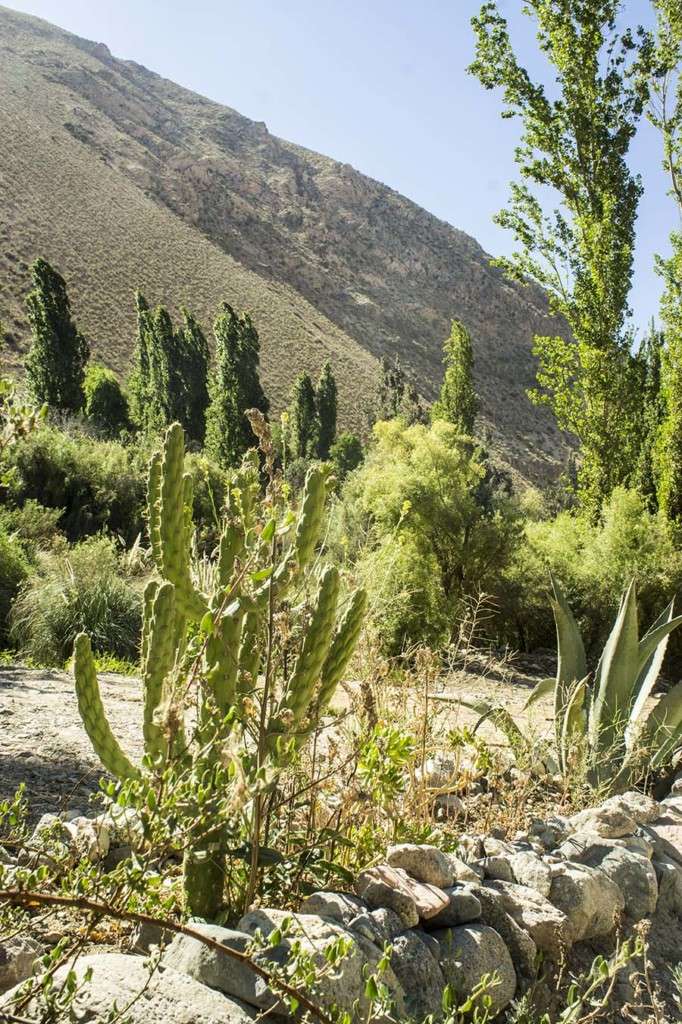 vallée de l'elqui chili