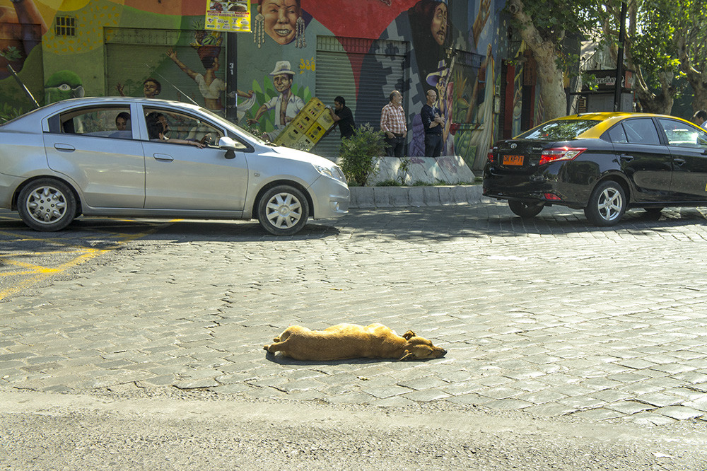 chien abandonné à santiago