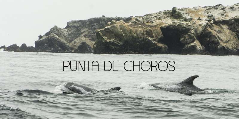 punta de choros chile