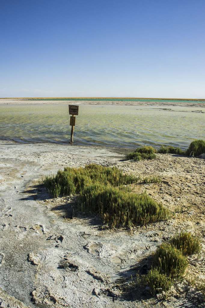 laguna cejar chile