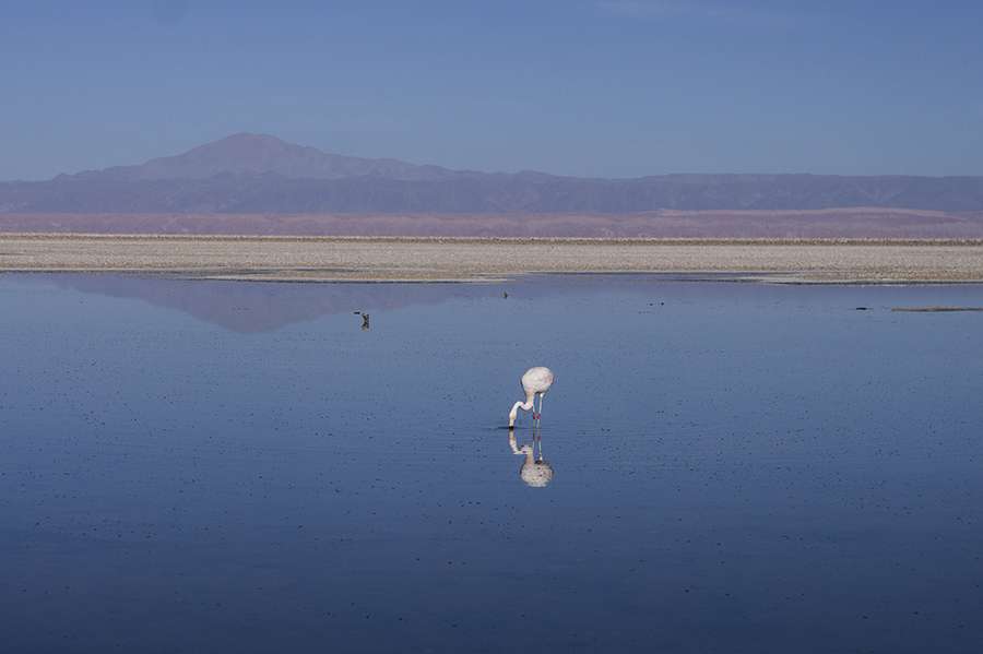 flamants reserve atacama chili