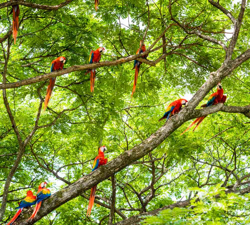 costa-rica-oiseaux