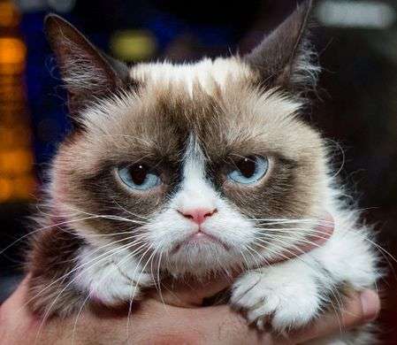 meme grumpy cat