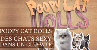 Poopy Cat Dolls : nouvelles stars du net