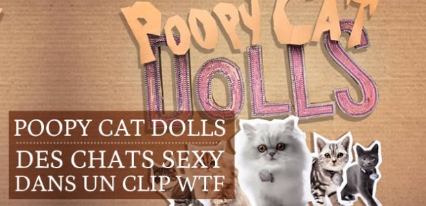 Poopy Cat Dolls : nouvelles stars du net