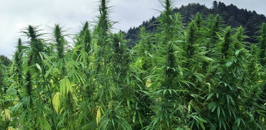 cannabis_field