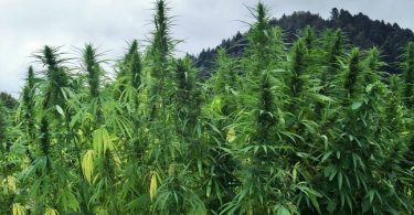 cannabis_field