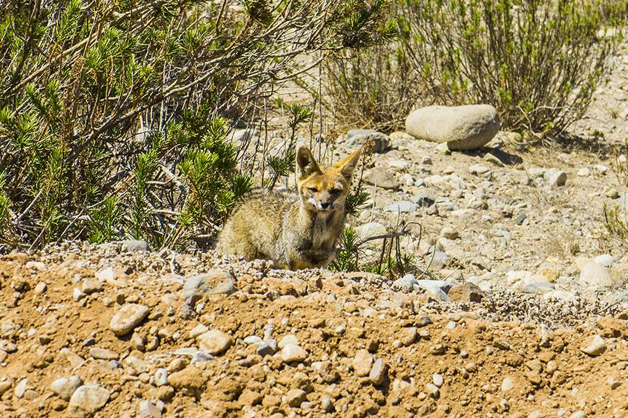 renard punta de choros chile